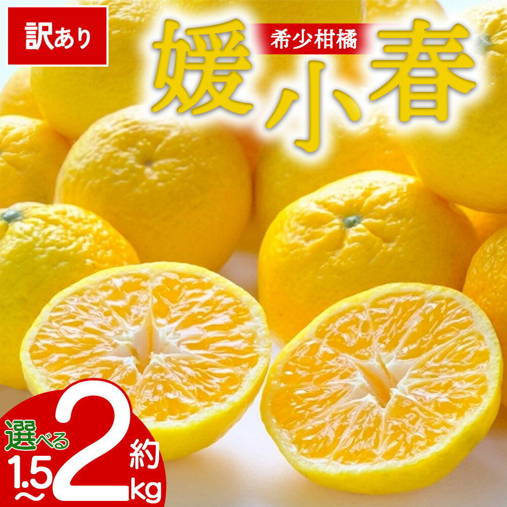 愛媛県産 媛小春